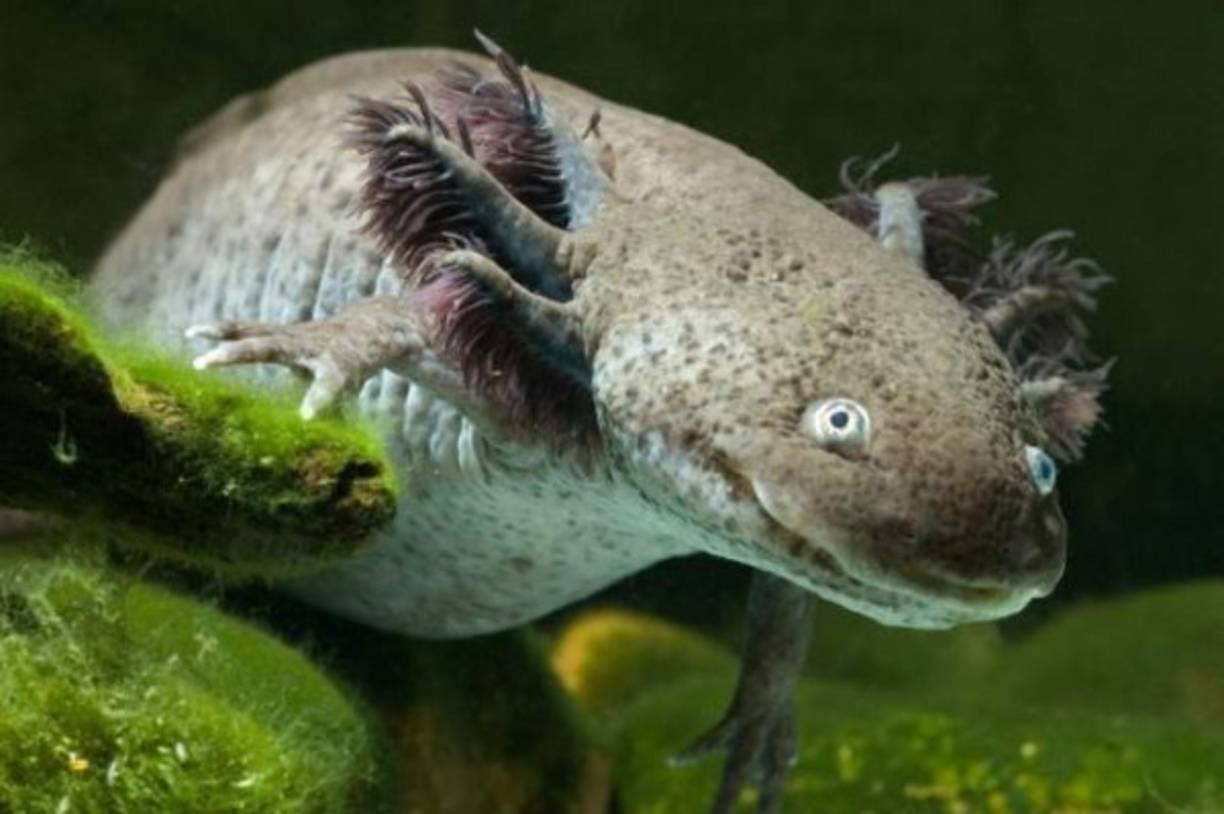 Ajolote<br/><br/>Ambystoma mexicanum o ajolote que viene del náhuatl āxōlōtl:animal de piel lisa de agua. Es una especie de anfibio, endémico del sistema lacustre del valle de México. Se encuentra en peligro crítico de extinción por la contaminación de las aguas en las que vive. Mide alrededor de 15 centímetros de longitud total. En la imagen, un ajolote oscuro.