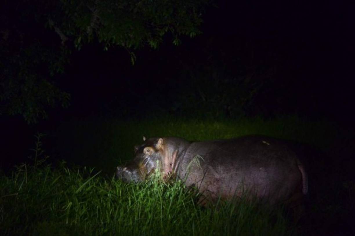 Un hipopótamo se alimenta en una granja en las afueras de Doradal, departamento de Antioquia, Colombia, cerca del parque temático Hacienda Nápoles, en el zoológico privado del capo de la droga Pablo Escobar en su rancho de Nápoles. AFP
