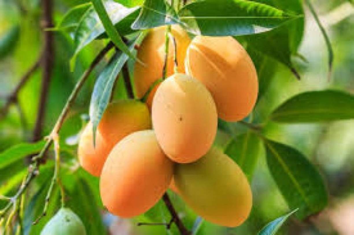 Enfermedades del corazón: La fibra, el potasio y el contenido de vitaminas que contienen los mangos, ayudan a prevenir enfermedades cardiovasculares. Muchos estudios han demostrado que un aumento en la ingesta de potasio y una disminución del sodio son la combinación perfecta para reducir el riesgo de enfermedades relacionadas con el corazón.
