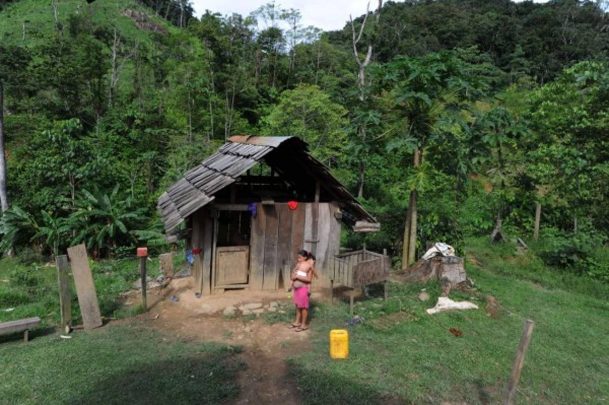 La ocupación ilegal de la zona protegida han generado la deforestación de la tierra declarada Patrimonio de la Humanidad.