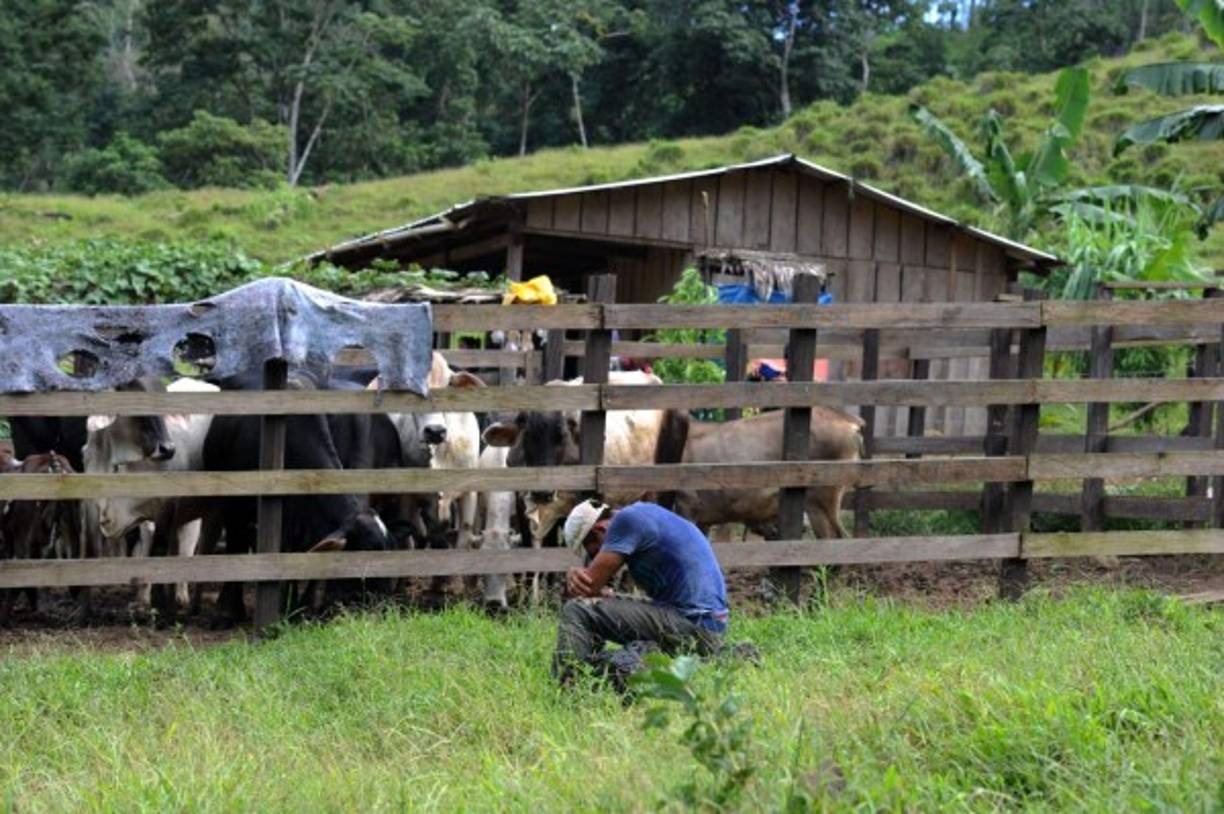 La deforestación del bosque para la implementación de la ganadería ha acelerado la destrucción ambiental.