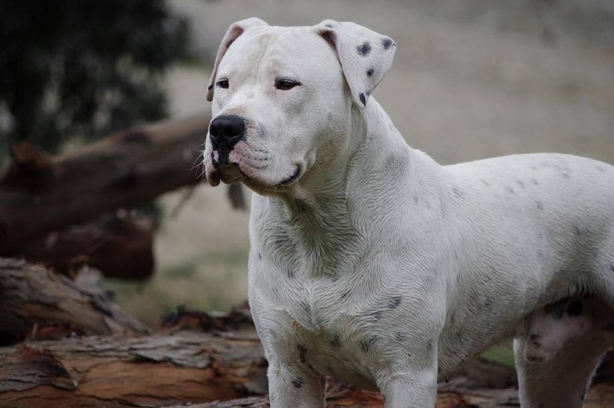 DOGO ARGENTINO: Tiene la capacidad física de atacar presas grandes como un puma o un jabalí. Su aspecto es temible y tiene un temperamento fuerte. Sin embargo, con una socialización temprana y buen trato será una mascota que proteja a los niños sin dudarlo.