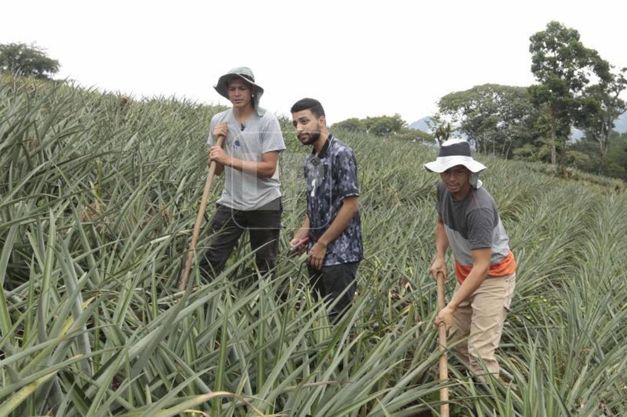 Diario LA PRENSA pudo comprobar el arduo trabajo de Francisco Martínez y su hermano en las piñeras.