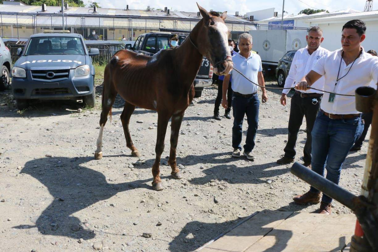 El alcalde de San Pedro Sula anunció que “se iniciará el proyecto Rambo, es decir, brigadas veterinarias. Todos los caballos que sean maltratados los vamos a enviar a casa refugio, también se iniciará el plan de carretas livianas y de esta forma evitar el abuso animal. Invito a la población a cuidar sus fuentes de ingreso, no puede maltratar a un animal que le da de comer”.