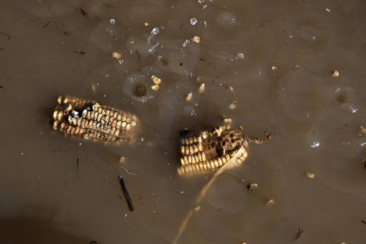 Un mes después, el panorama en esa zona es desolador: viviendas de miles de personas muy pobres cubiertas de tierra y otros desechos que arrastraron las corrientes, que también arrasaron con cultivos de granos básicos, palma africana, plátanos, yuca y otros productos.