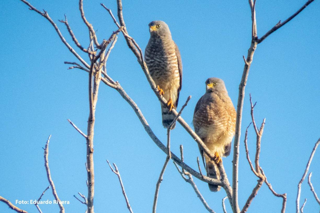 <b>En el Sistema de Áreas Protegidas Cuyamel -Omoa se han contabilizado 171 especies de aves residentes y migratorias donde destaca la lora cabeza amarilla (Amazona oratrix), entre otras.</b>