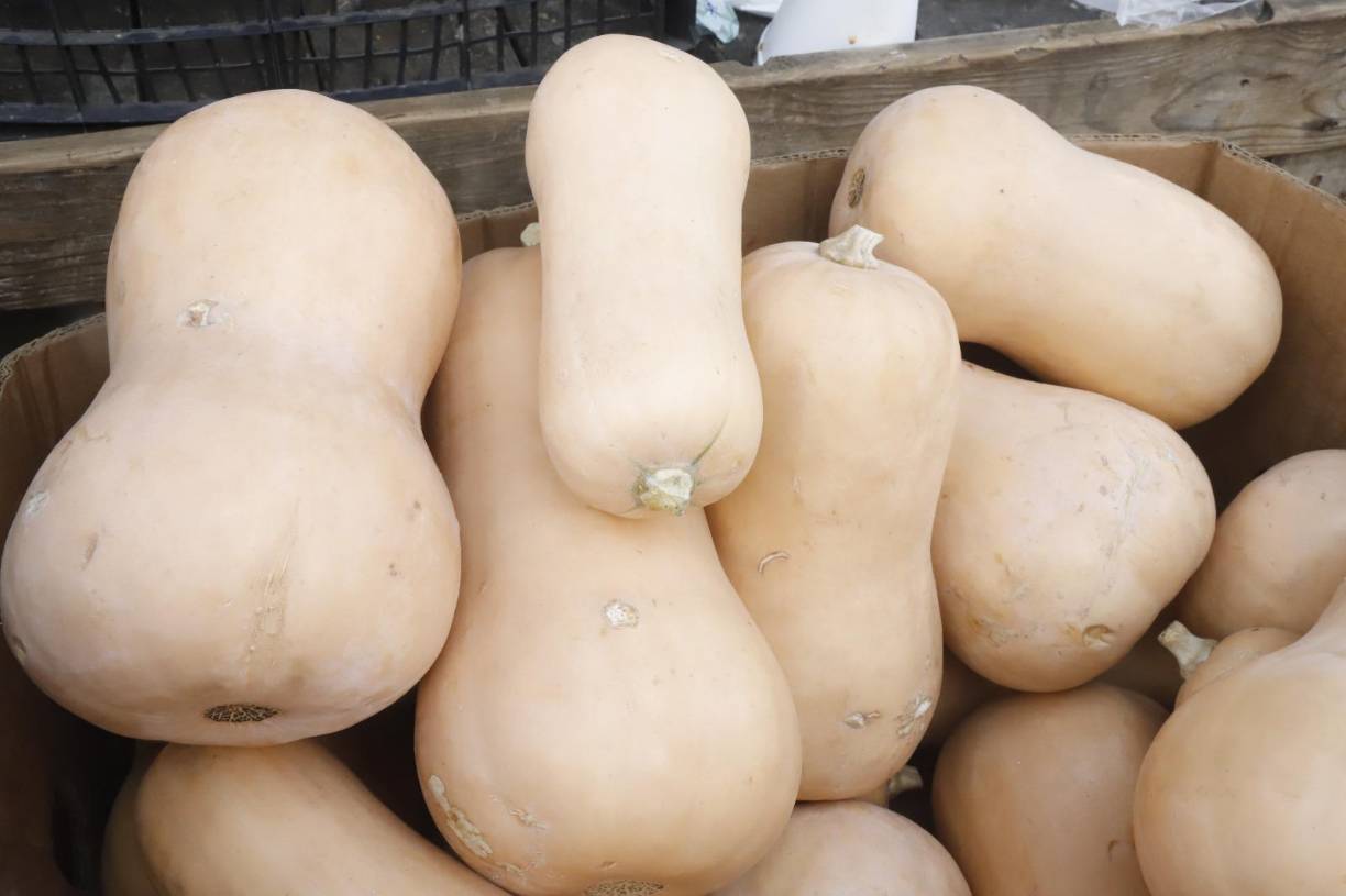 El ayote polo es uno de las variaciones del ayote que es vendida en los mercados de la ciudad. 