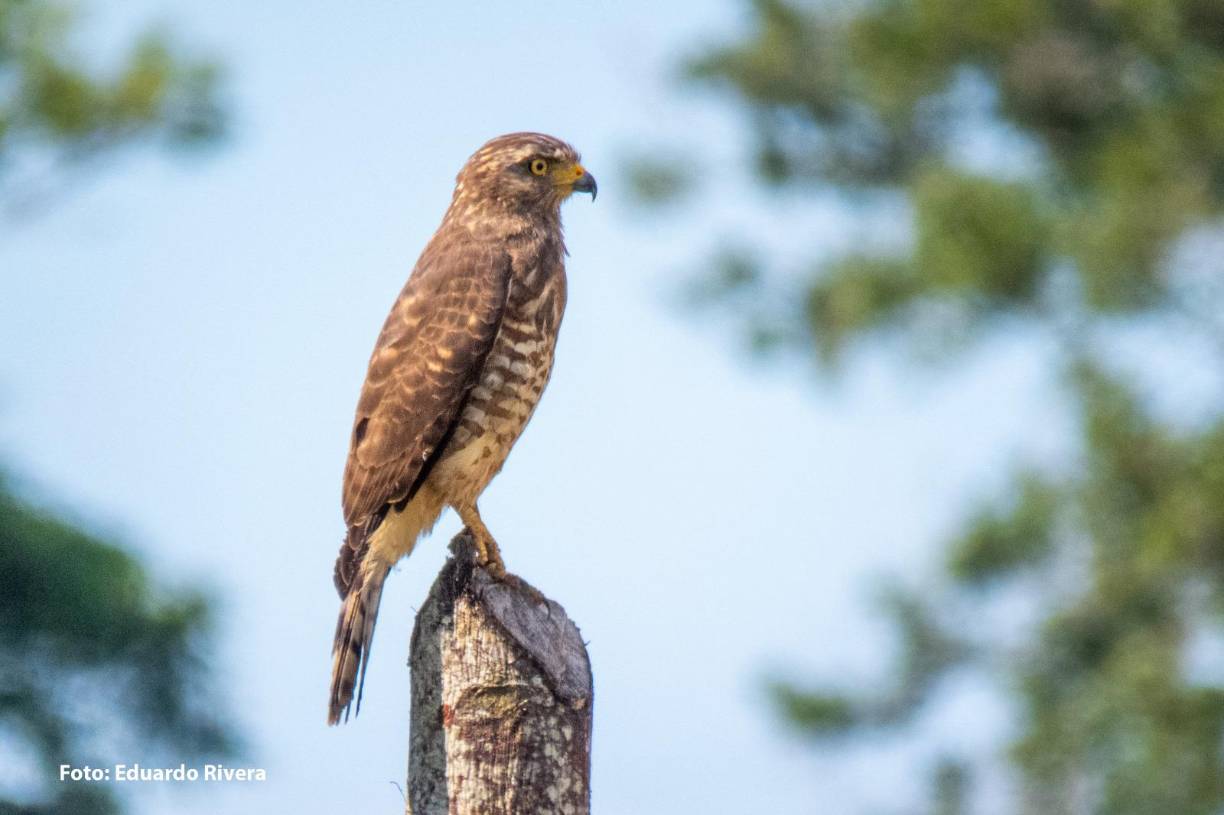 <b>Para más información puede contactar a Isis Castro al teléfono: 9968-5432 o escribiendo al correo electrónico: isis@asesoreshtm.com</b>