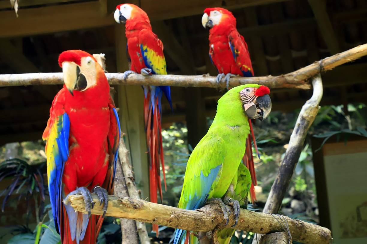 <b>Esos hábitos son los primeros que les piden a los visitantes evitar al llegar al parque, debido a que las aves se encuentran en proceso de rehabilitación. Cuando un ave es rescatada, trae costumbres y hasta habilidades que no son propias de su especie. Si usted les habla, las impronta.</b>