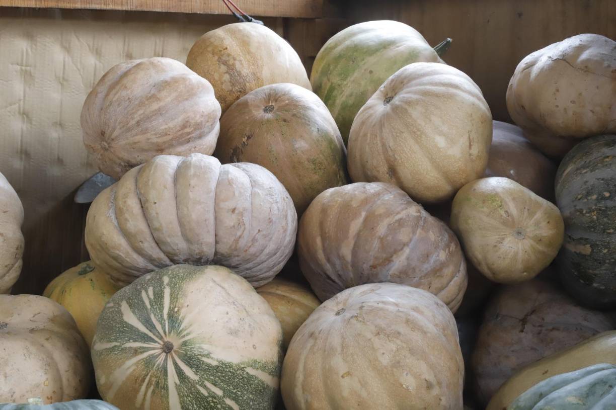 El ayote es una fruta muy deliciosa que tiene muy buenas propiedades curativas, el cual se puede disfrutar como postre y es idea en cualquier época del año. 