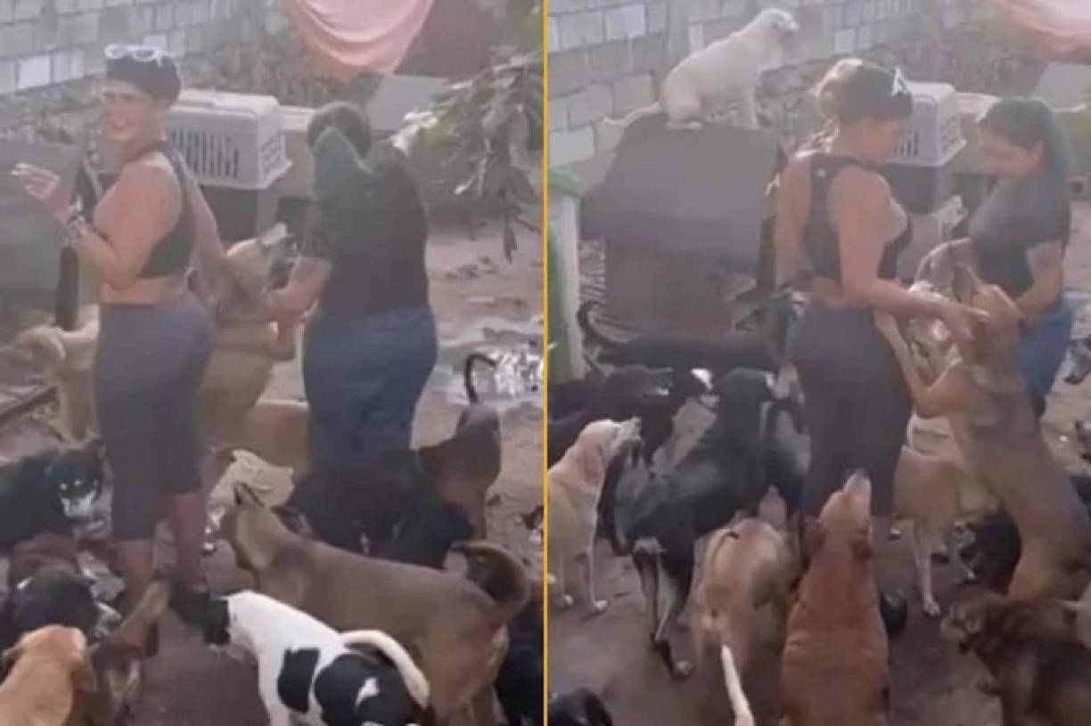 En abril del año pasado, Niurka fue señalada de sacrificar animales, específicamente perros, para rituales de su religión, lo cual ella rechazó públicamente ante los medios, ya que afirma que siempre ha sido “pro animales” y que se ha involucrado en el rescate de perros y gatos en situación de riesgo.