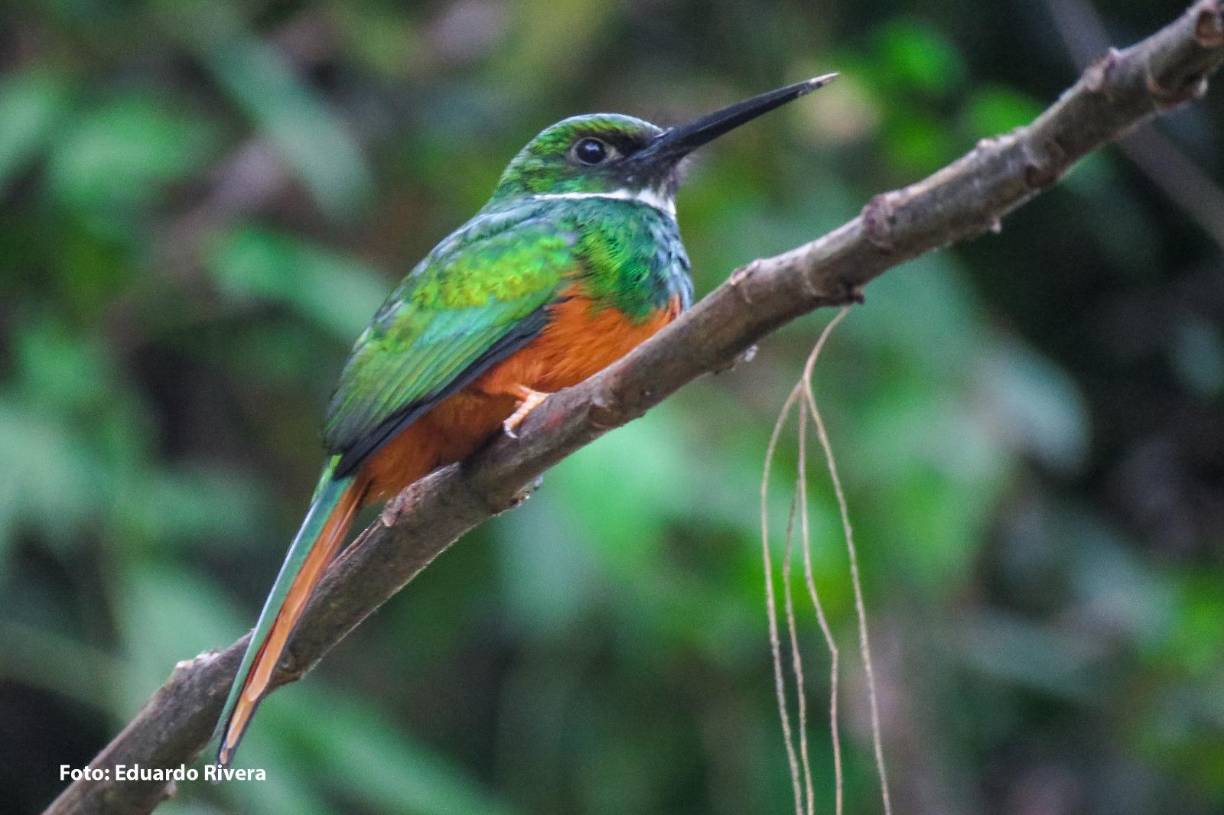 <b>Entre las amenazas en estos sitios protegidos figuran: Tráfico Ilegal de fauna silvestre, extracción de material pétreo en ríos y playas, deforestación (tala ilegal), contaminación por desechos humanos de toda índole, cacería, entre otras.</b>