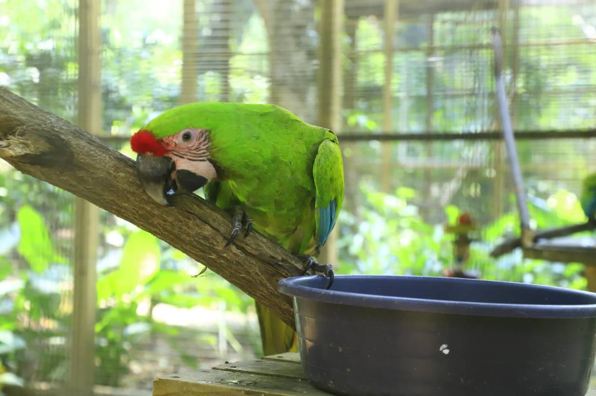 <b>El parque también tiene varios aviarios para guacamayas verdes. Esta especie está en mucho más riesgo de extinción que la propia Ara Macao roja. Este año, las verdes se están emparejando y reproduciendo con éxito. De varios huevos que han puesto, ya se han logrado criar cuatro bebés. El año pasado no hubo crías.</b>