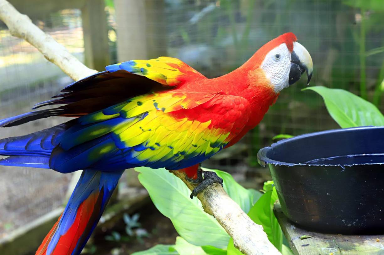 <b>El parque de aves Macaw Mountain y la Organización para la Protección de las Aves (PRO-ALAS) realizarpan la undécima (11) Liberación de Guacamayas Rojas en Copán Ruinas. El evento se llevará acabo el 30 de junio de 2024, en el marco de la celebración del Día Nacional de la Guacamaya Roja, declarada ave nacional de Honduras el 28 de junio de 1993.</b>