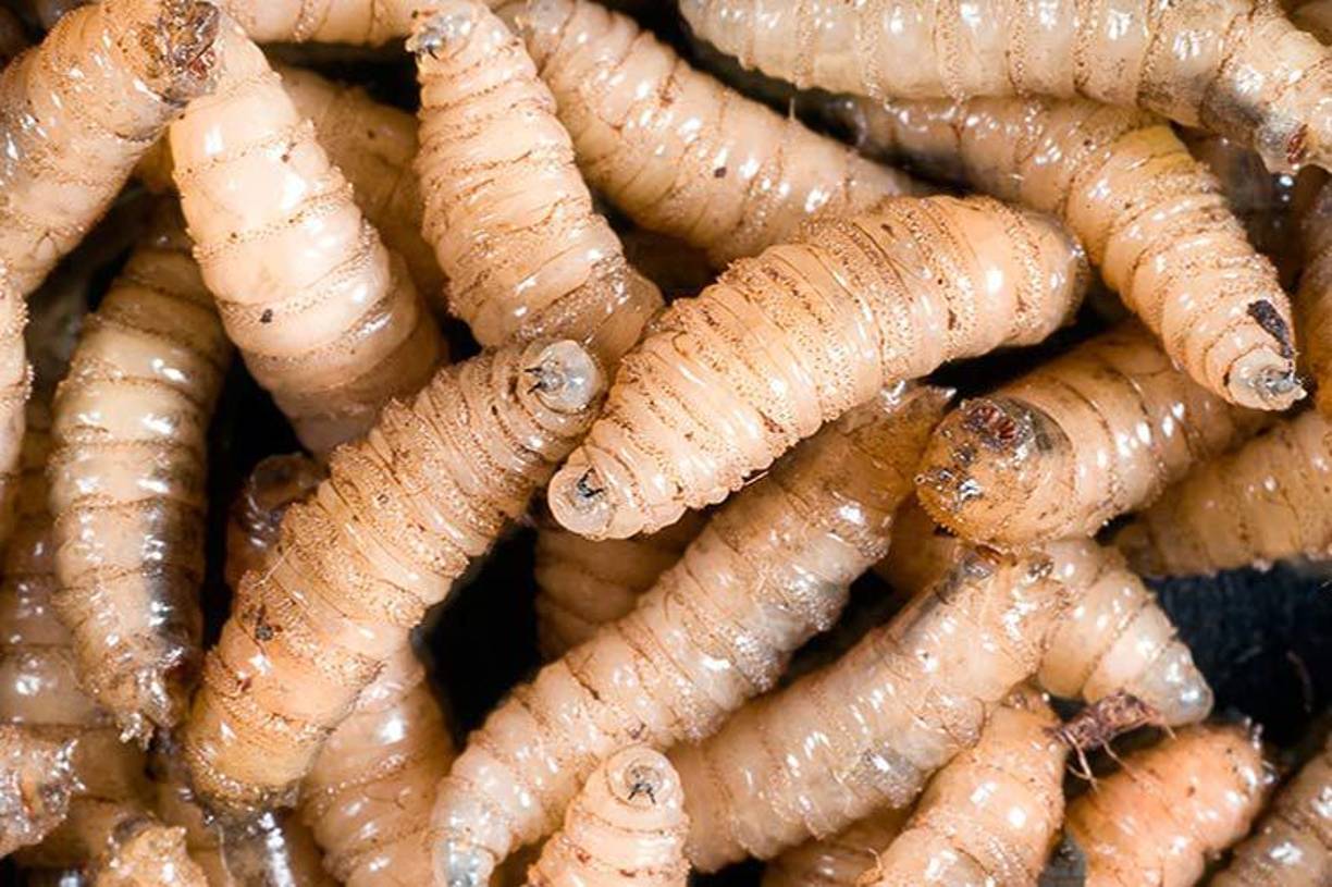 La enfermedad es causada por las larvas de la mosca del gusano barrenador; las larvas se alimentan del tejido vivo de los mamíferos, incluyendo a los seres humanos, que pueden sufrir lesiones graves en la piel.