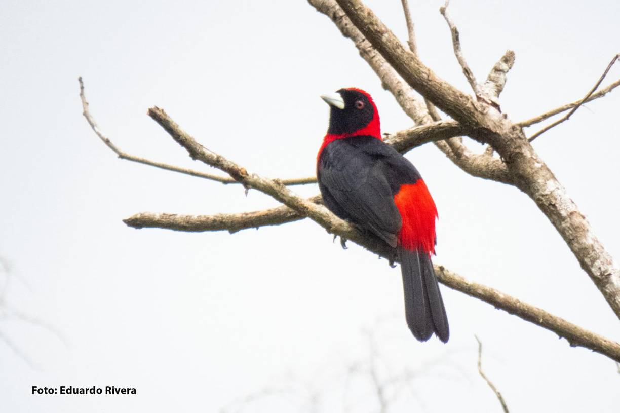 <b>Además, visitarán cuatro sitios para observar de aves, acompañados por guías expertos en el tema. Para mayor información o para inscribirse para participar en el Festival de Aves Omoa 2024 puede visitar el sitio web: www.festivaldeaves.com. La inscripción tiene un costo.</b>