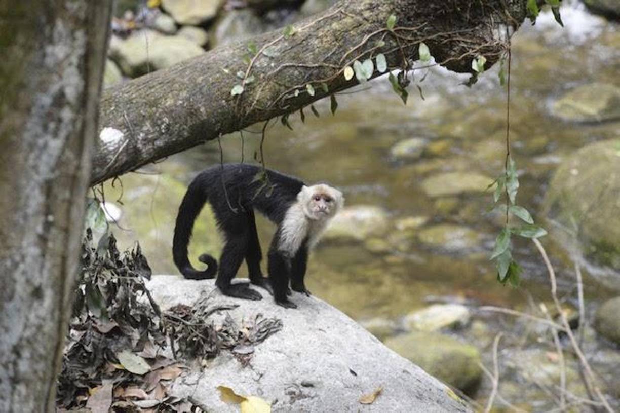 Los bañistas en Armenta se vieron sorprendidos con la presencia de un mono cara blanca. Muchos trataban de tomarse fotografías con el animal. Luis Beltran del la Gerencia de Ambiente municipal explicó que las personas deben tener conciencia de la importancia de la flora y fauna y que el bosque es su casa. 