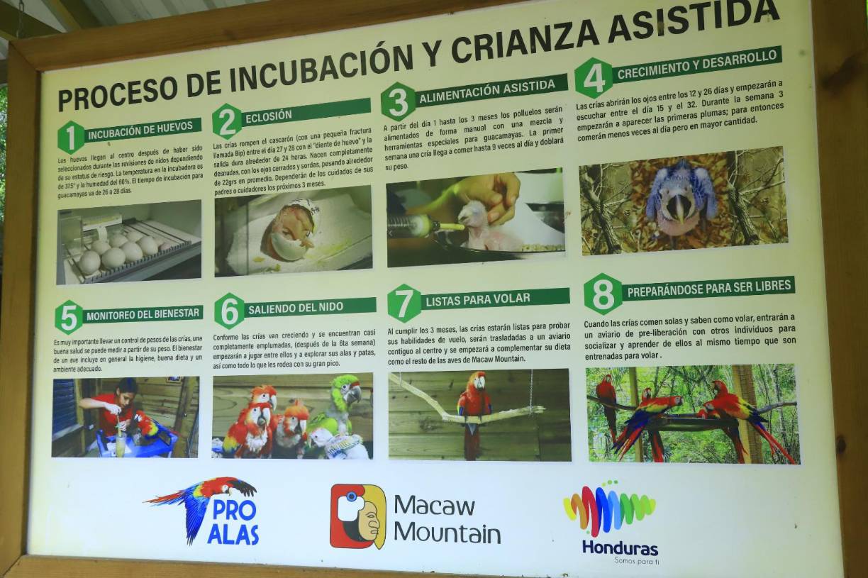 <b>Muchas de las aves recuperadas logran adaptarse al parque y hasta se emparejan. Es así que se produce el milagro de la vida y se cumple uno de los grandes objetivos del parque, que las aves se reproduzcan y tengan crías para prolongar su especie. En este cuadro se aprecia el proceso de crianza asistida.</b>