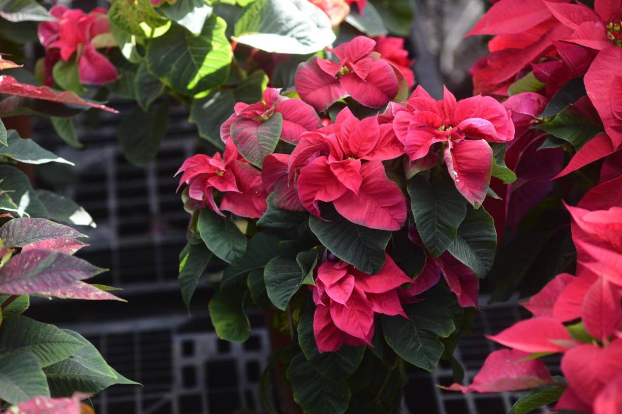 También en Vivero Campo Verde, ubicado en la 1 calle, 23 avenida de colonia Moderna, encontrará una gran variedad de flores de Pascua.