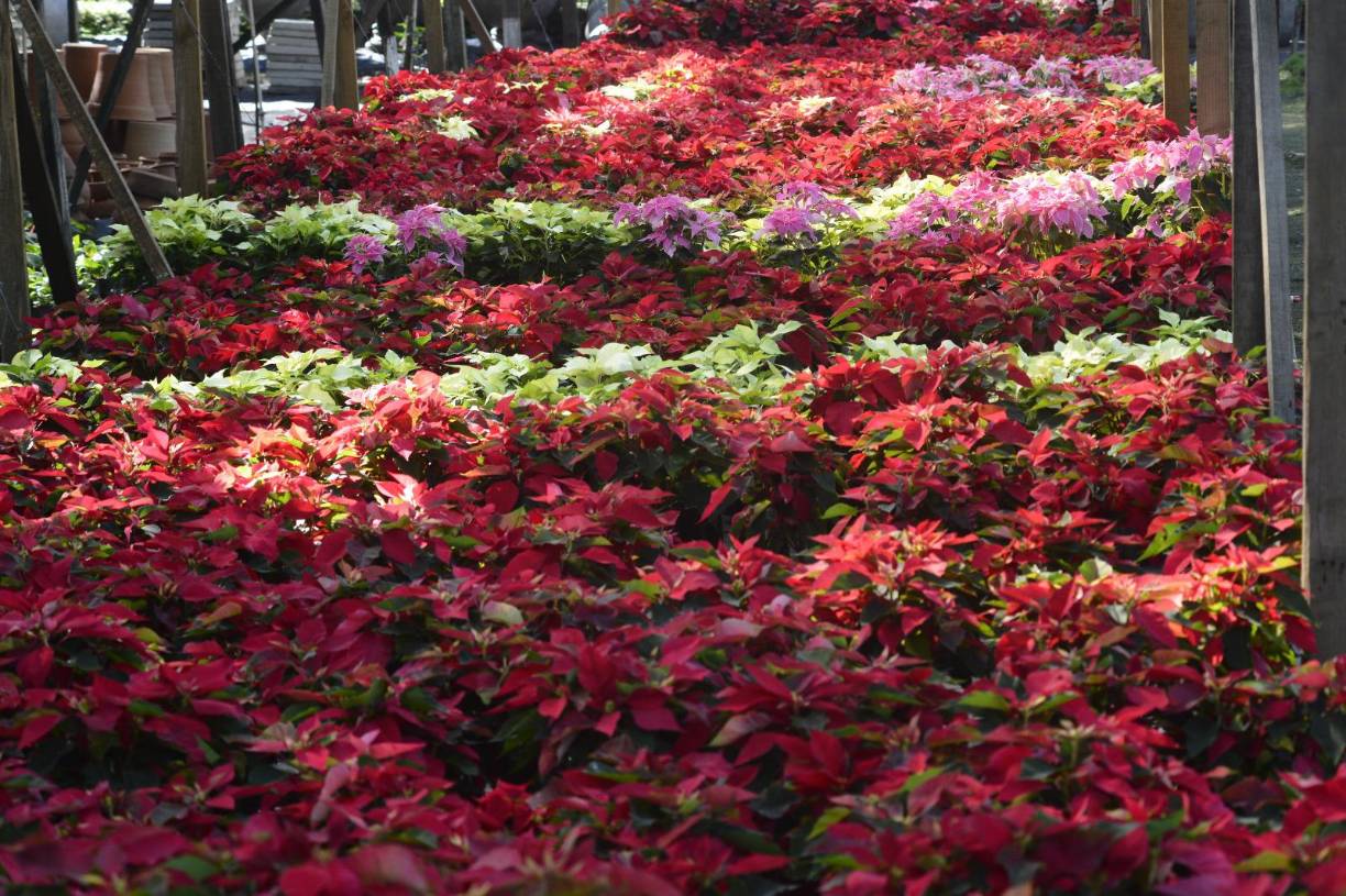 En Honduras, el registro más antiguo que se tiene de las pascuas navideñas data de 1646, y fue la historiadora Leticia de Oyuela quien lo realizó.