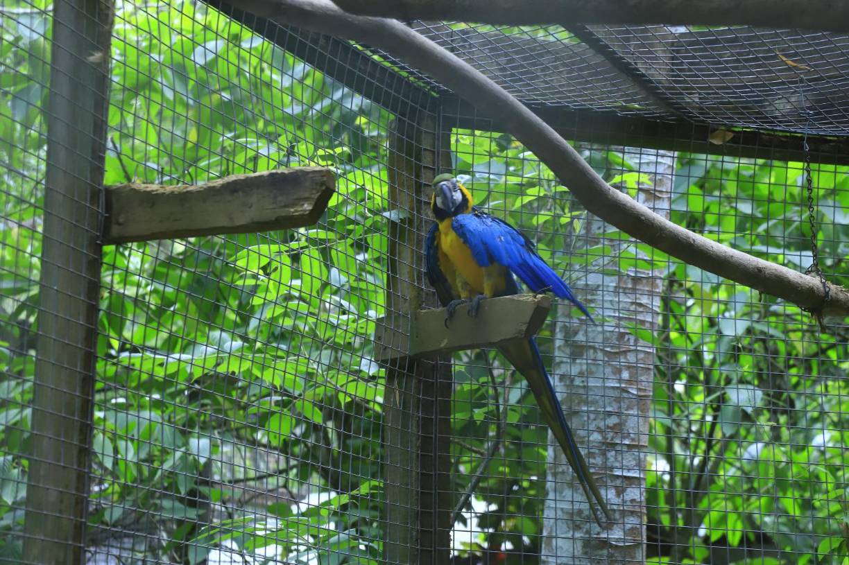 <b>El guacamayo azul y amarillo es una especie de ave psitaciforme de la familia Psittacidae que es endémica de América del Sur. Su área de distribución comprende desde Panamá hasta el noreste de Argentina pasando por toda la cuenca amazónica. Hay algunos ejemplares en Macaw Mountain.</b>