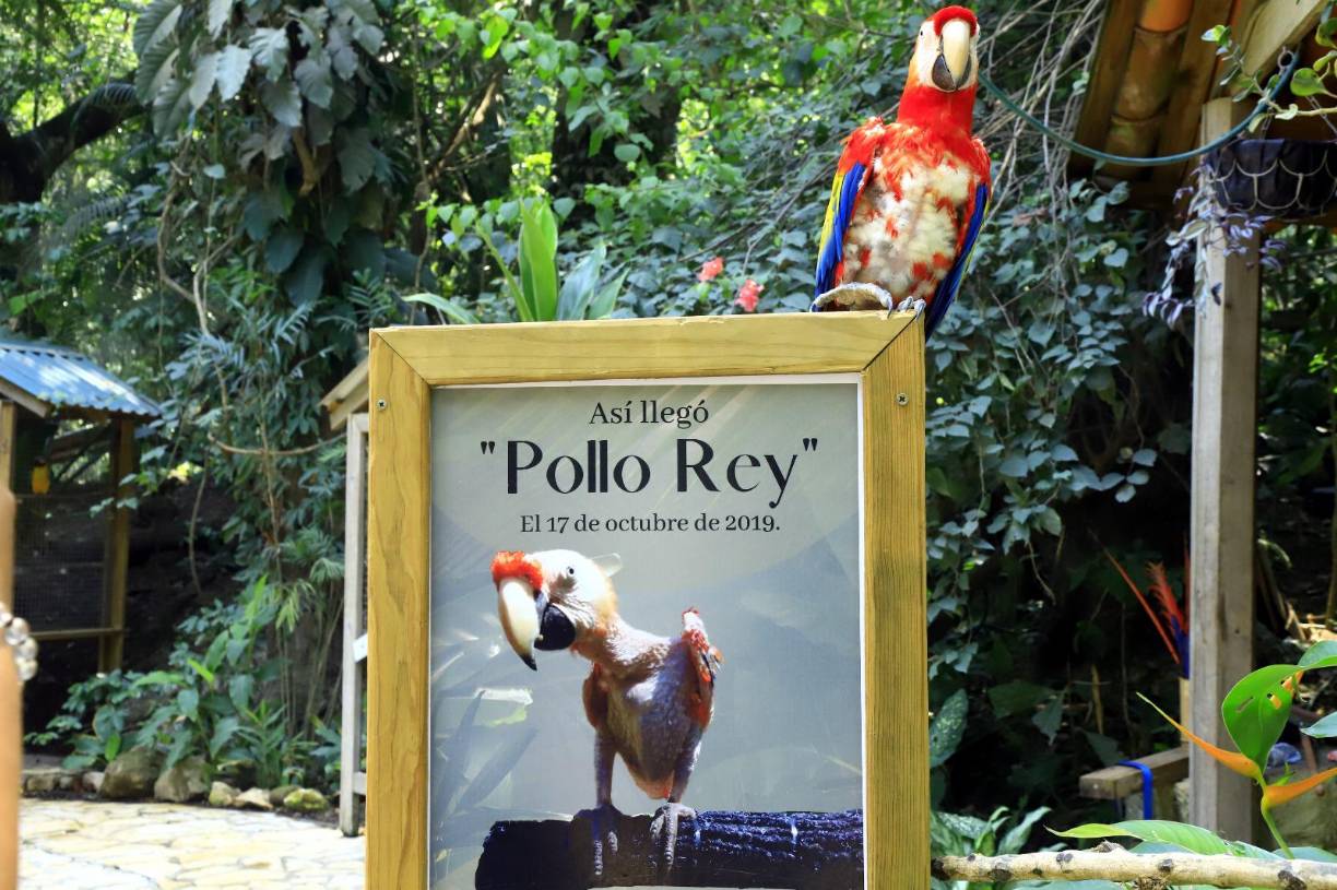 <b>Sin ninguna pluma, así llegó Pollo Rey, una guacamaya roja al parque de aves <a rel="nofollow noopener noreferrer" href="https://www.macawmountain.org/es/inicio/" target="_blank">Macaw Mountain </a>el 17 de octubre de 2019. Su historia evidencia todo lo que sufren las aves de su especie cuando viven el encierro. Él perdió el plumaje, y aunque lo recuperó, ha costado que olvide esa costumbre. Sufre estrés crónico. </b>