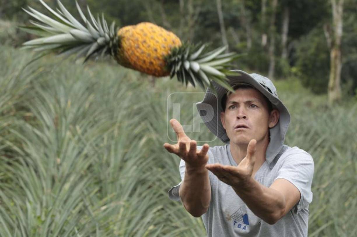 Francisco Martínez trabaja en el agro desde los seis años cultivando piñas. Hoy su vida ha dado un gran giro tras ser nuevo jugador del Marathón.