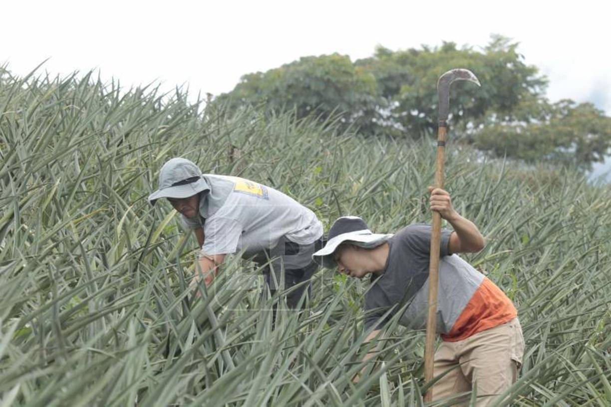 Francisco Martínez se levanta al amanecer junto con su hermano Darinel para trabajar en la piñera.