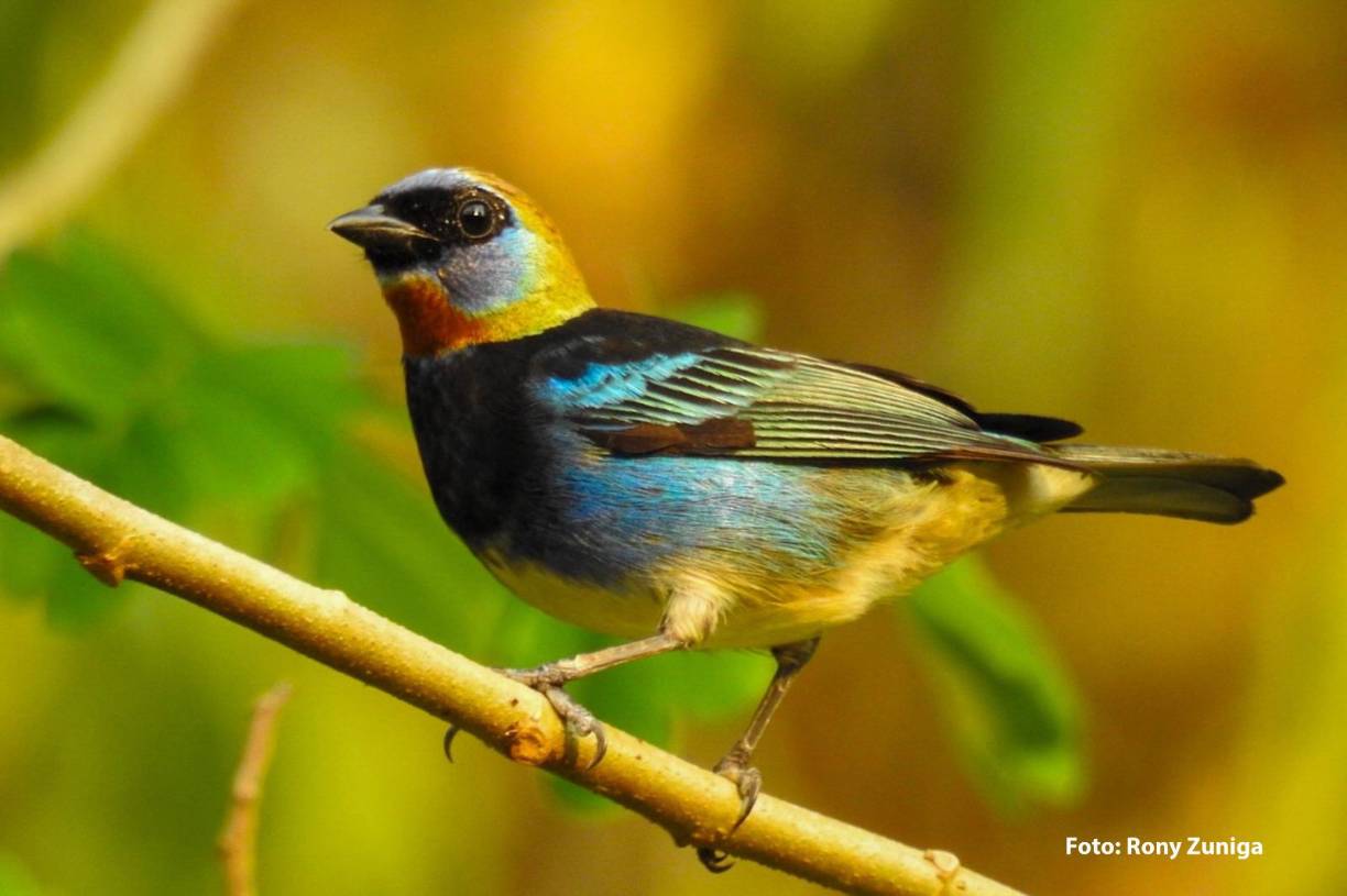 <b>Omoa será sede del quinto festival educativo de aves mediante el cual se impulsará la importancia de conservar los Subsistemas de Áreas Protegidas Cuyamel-Omoa.</b>