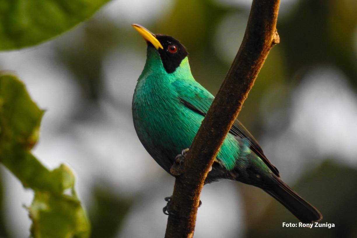 <b>Observar aves también fomenta la educación ambiental y aumenta la conciencia pública sobre la importancia de la conservación de la biodiversidad y los ecosistemas.</b>