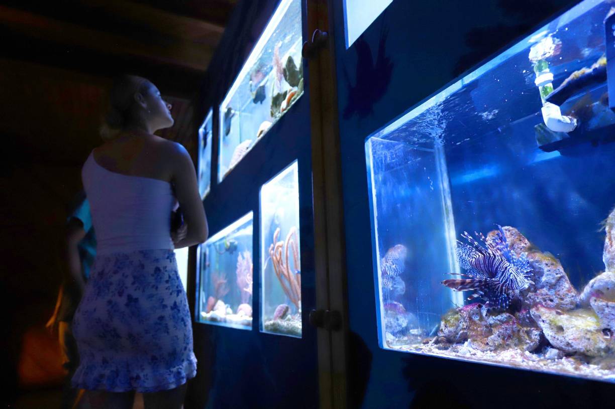 En el Acuario Marino de Tela, el visitante podrá apreciar de manera gratuita diferentes tipos de peces, como el pez León, entre otros. Asimismo varias especies de moluscos, crustáceos y otros invertebrados. También se exhiben ene l lugar distintos tipos de mangle que se encuentran en Honduras. 