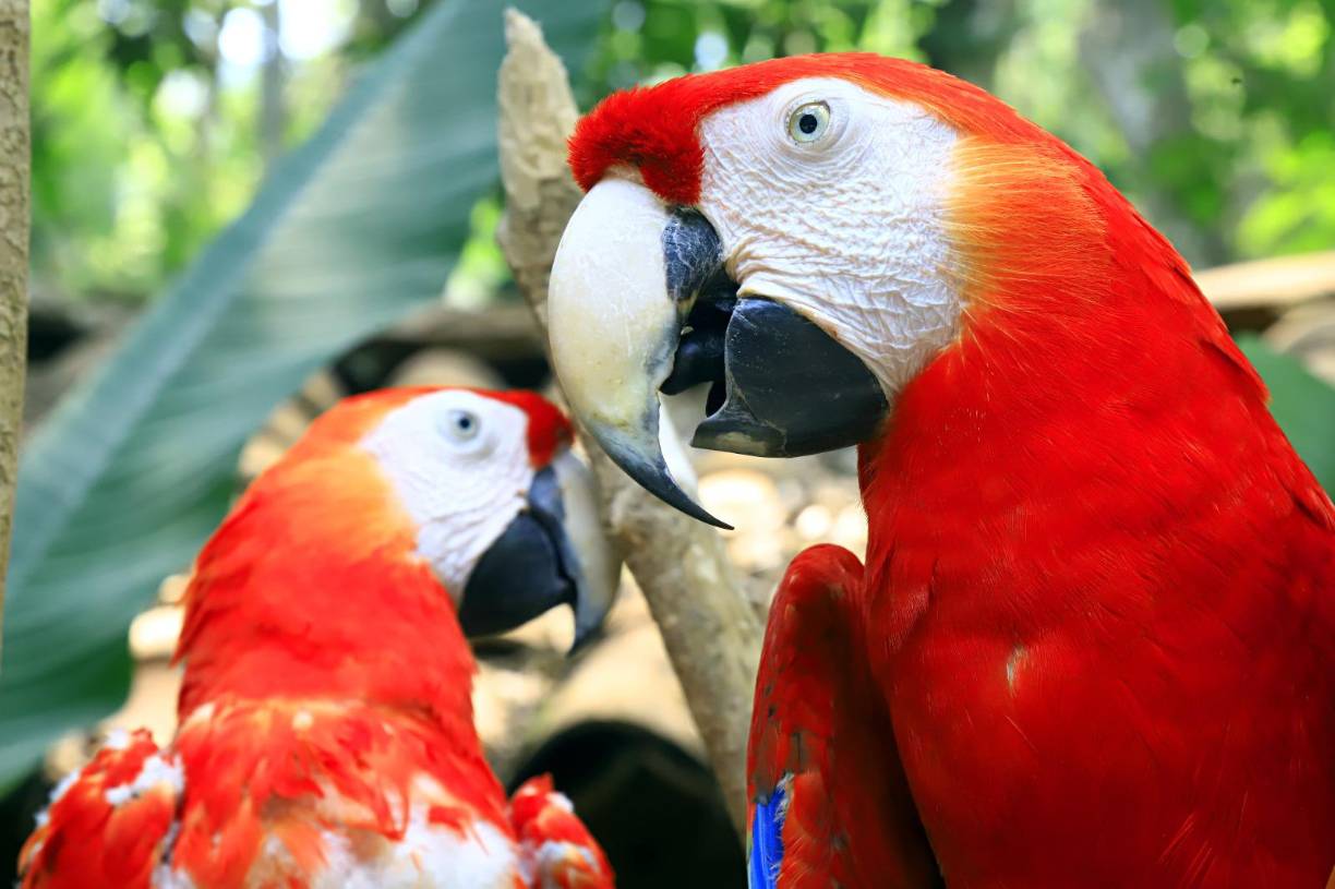 <b>Aquí les contaremos cómo es el largo proceso para garantizar que el Ave Nacional de Honduras se reincorpore con éxito a la libertad y que deje costumbres que les enseñaron en cautiverio.</b>