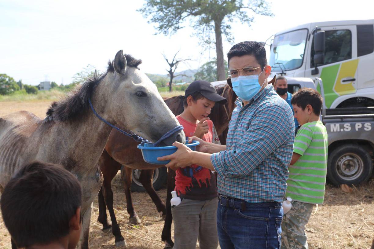 La alcaldía lanzó “operación Rambo y carreta ligera”, luego de que Rambo, un caballo sampedrano, fuera rescatado del abuso animal.