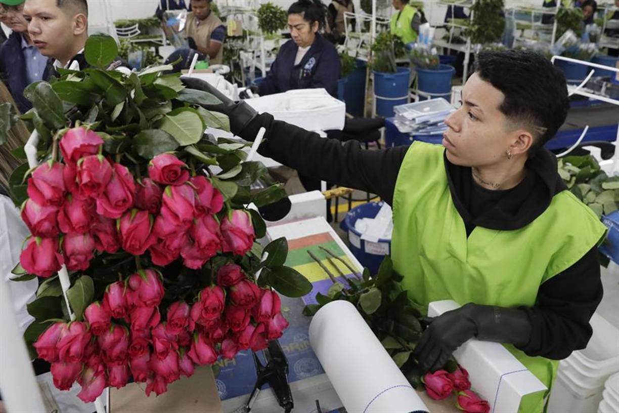 El mayor exportador de flores del mundo es Países Bajos, con cien años de historia, mientras que Colombia es el segundo, con una industria que tiene menos de 60 años y actualmente destaca por tener 1.400 variedades únicas.