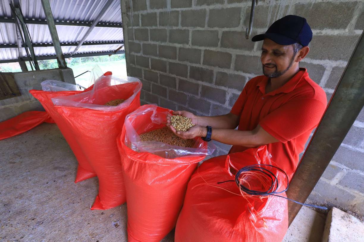 Edgardo Tinoco dijo que ganar el primer lugar de la Taza de Excelencia después de doce años es el resultado de un trabajo constante y el respaldo de Dios en su vida. En la actualidad está enfocado en la producción de cafés especiales, cultiva nueve variedades, entre las que destacan el geisha, bourbon rosa, pacas y pacamara, café que exporta a Estados Unidos y Japón.