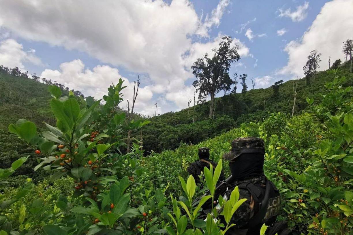 En 2023 fueron decomisados 4,7 millones de arbustos de coca, 561 kilos de cocaína y 237.000 libras (107.727 kilos) de marihuana, según las autoridades del país centroamericano.