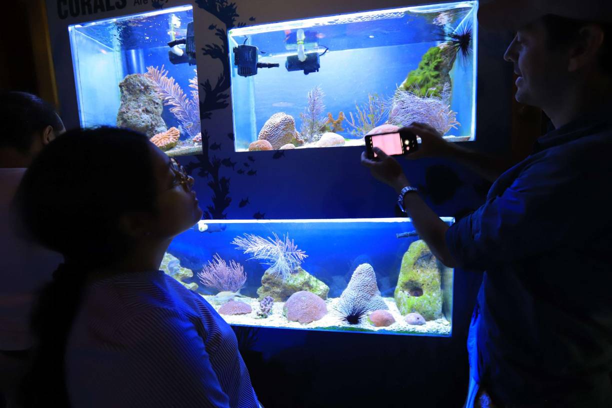 Variedad de especies marinas hay en el acuario.