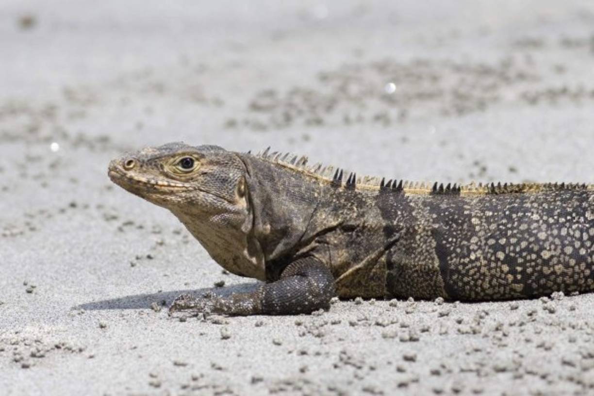 Las iguanas en Honduras están en peligro de extinción y se encuentran en diferentes áreas del norte del país. Se estima que en Honduras existen unas 8000 especies de plantas, alrededor de 250 reptiles y anfibios, más de 700 especies de aves y 110 especies de mamíferos, distribuidos en las diferentes regiones ecológicas de Honduras.