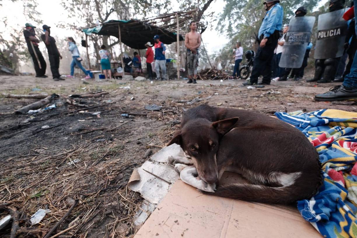 La invasión de los pobladores ya cubre varias hectáreas en la referida zona. 