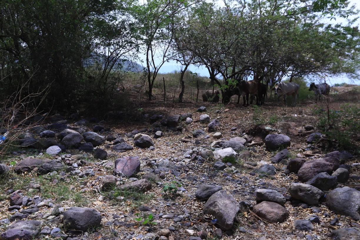  La Secretaría de Estado en el Despacho de Gestión de Riesgos y Contingencias Nacionales de Honduras declaró este jueves la alerta roja, de emergencia, por tiempo indefinido, en 140 de los 298 municipios que tiene el país por la sequía que causará el fenómeno de El Niño.