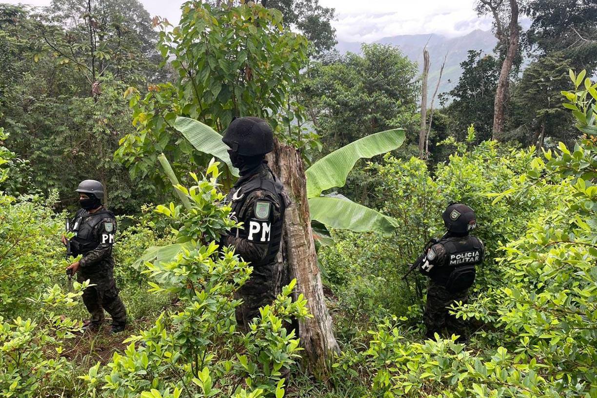 Las propiedades con un aproximado de 16 manzanas tenía un total de 144 mil plantas de hoja de coca.