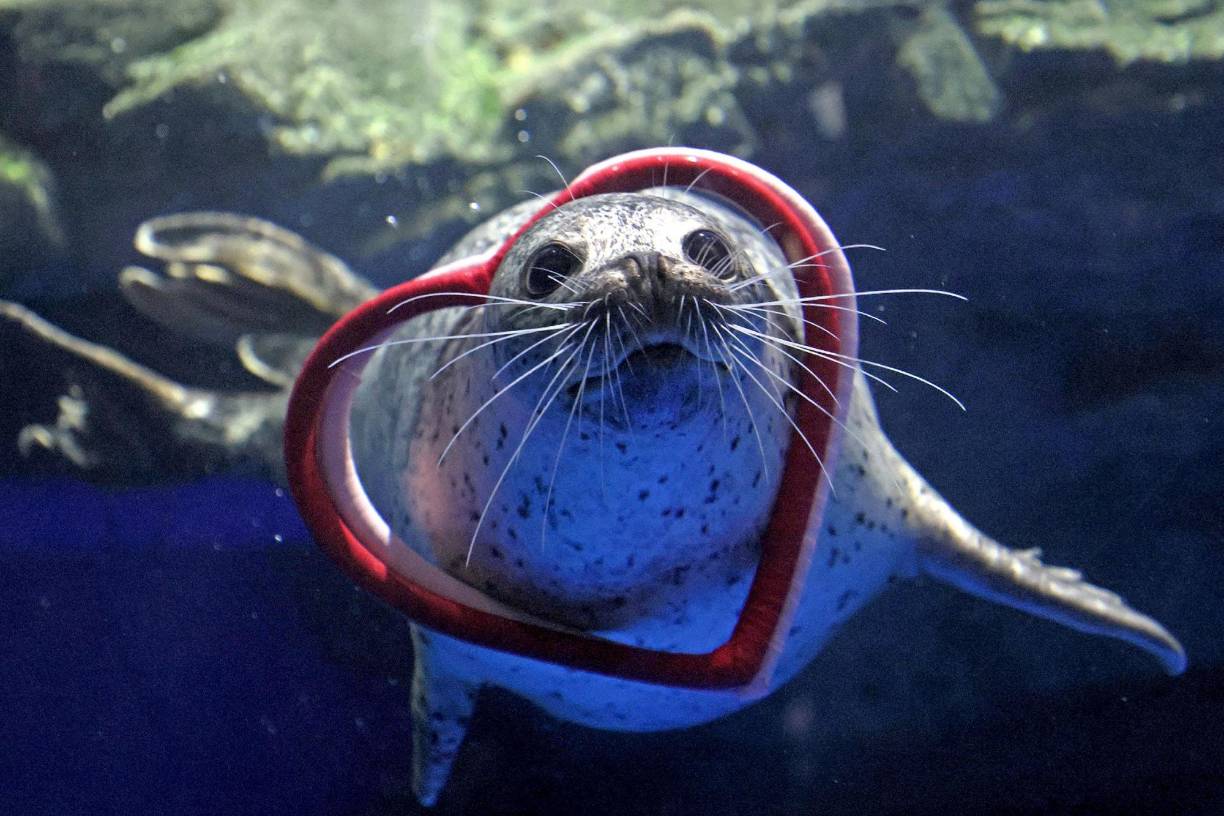 La foca ‘Yumi’ realiza un espectáculo alusivo a San Valentín en un acuario en Tokio.
