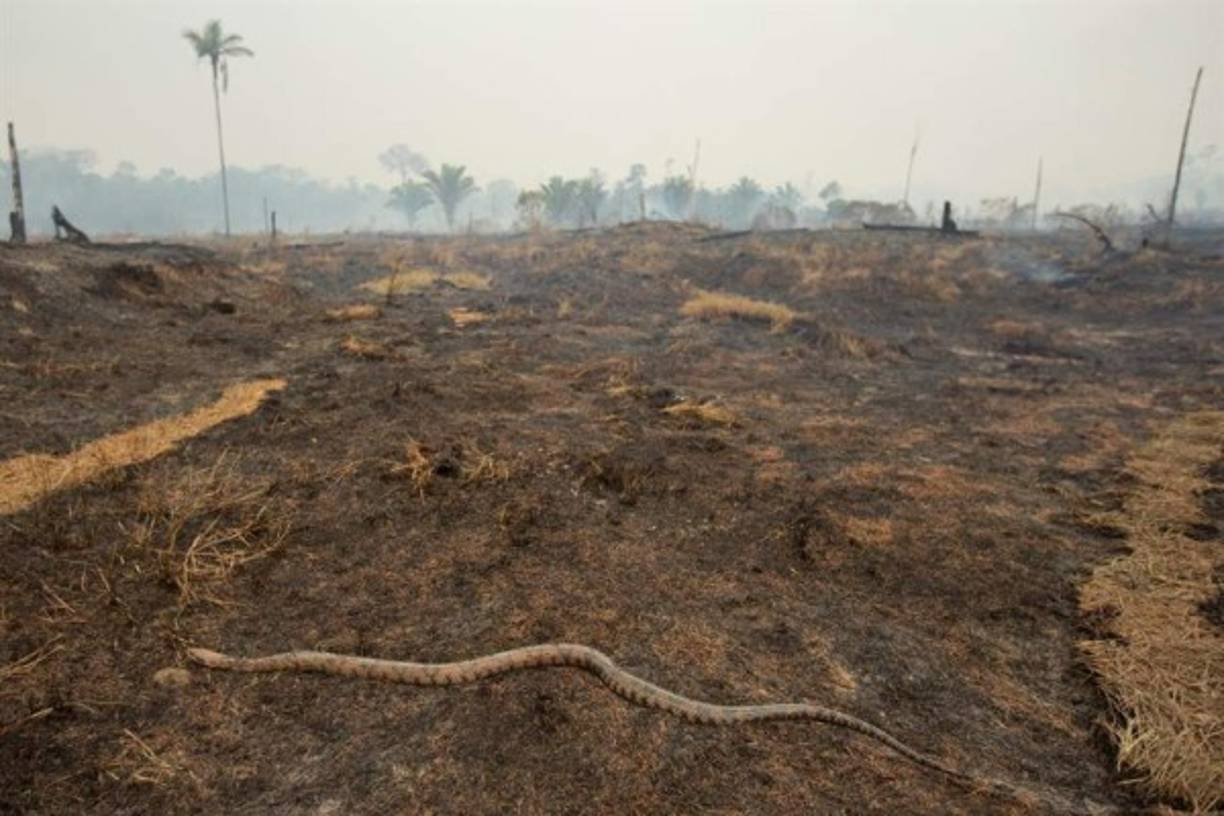 Ante la emergencia, las mayores potencias económicas occidentales (G7) acordaron aportar 22 millones de dólares a la lucha contra los incendios, con el fin de sumar aviones para controlar el fuego.