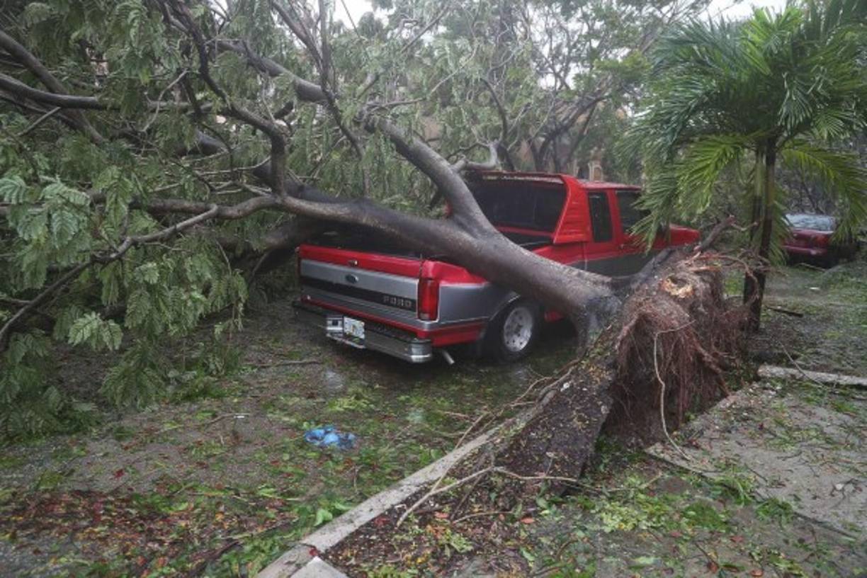 Un árbol cayó sobre este carro pickup. Los vientos sacaron desde raíz el árbol.