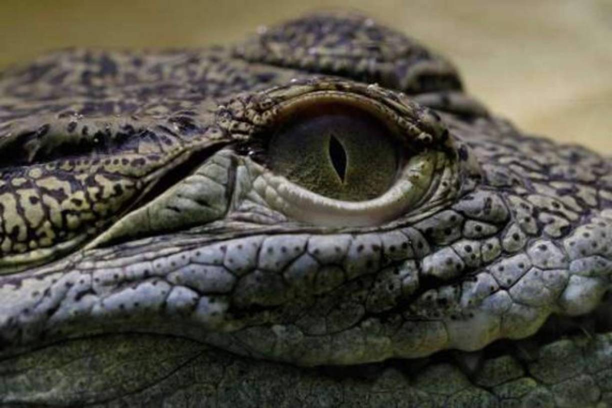 COCODRILO ► A pesar de que podríamos haber pensado y ubicado a este animal como uno de los más letales por su envergadura, forma y características, mata a cerca de 1.000 personas por año, y la mayoría de las muertes son en aguas saladas de Australia.