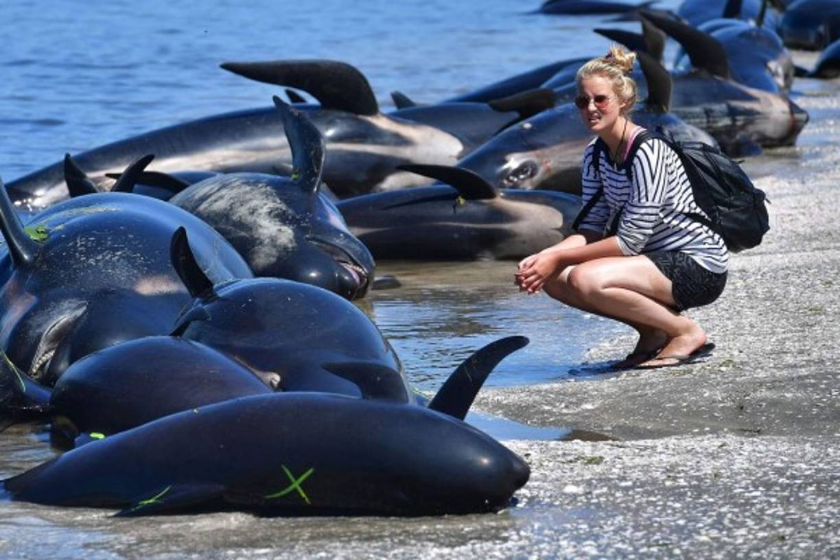 Se desconoce la razón exacta de por qué las ballenas se dirigen a las playas, lo que deja perplejos a los observadores.