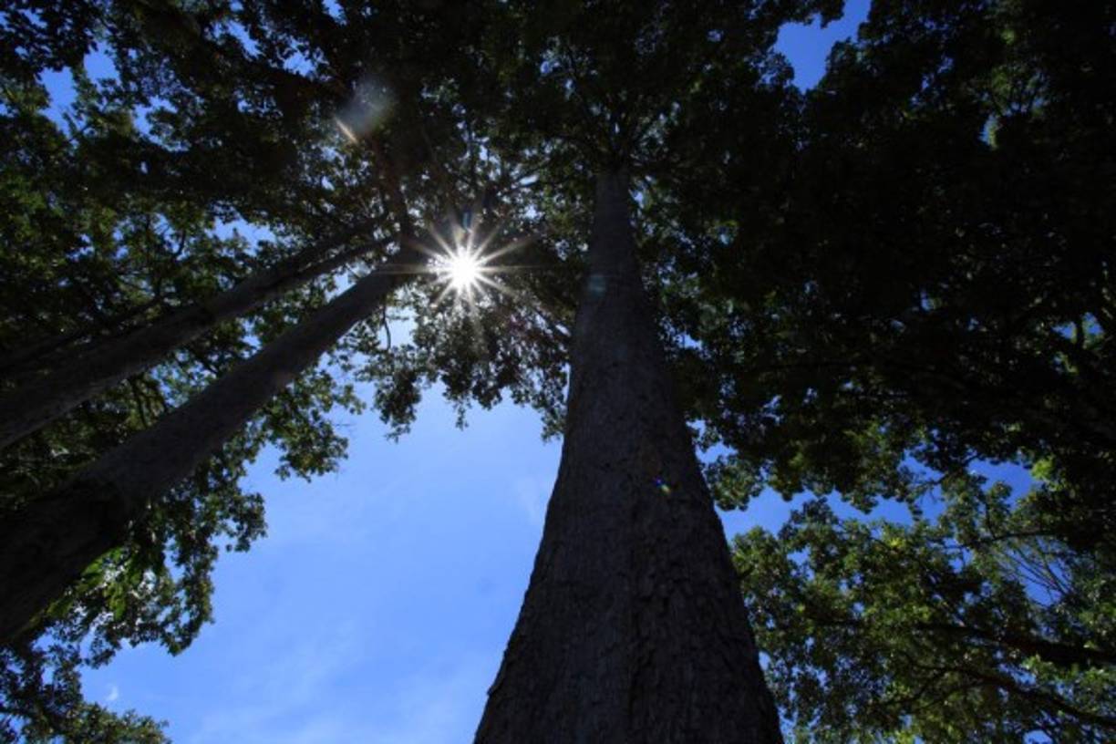 Limba africana Terminalia superba: así se llaman estos árboles gigantescos traídos de tierras lejanas a finales de los años 70.