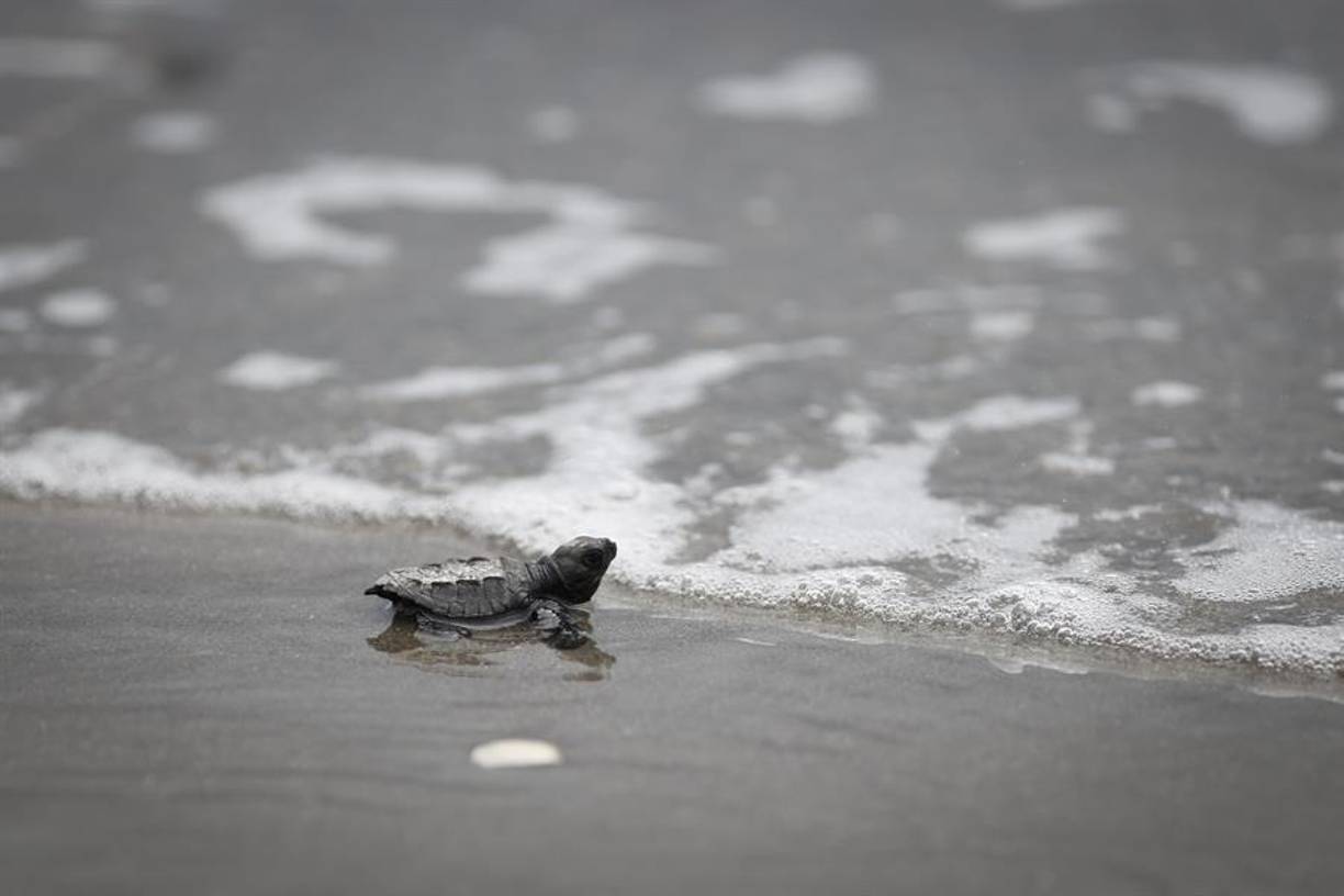 Una vez hallados, sacan los huevos y los reubican en un vivero acomodado en la misma playa, donde estarán entre 45 a 50 días en “incubación”. Una vez nacidos, se procede a la liberación para devolvernos a su hábitat natural.