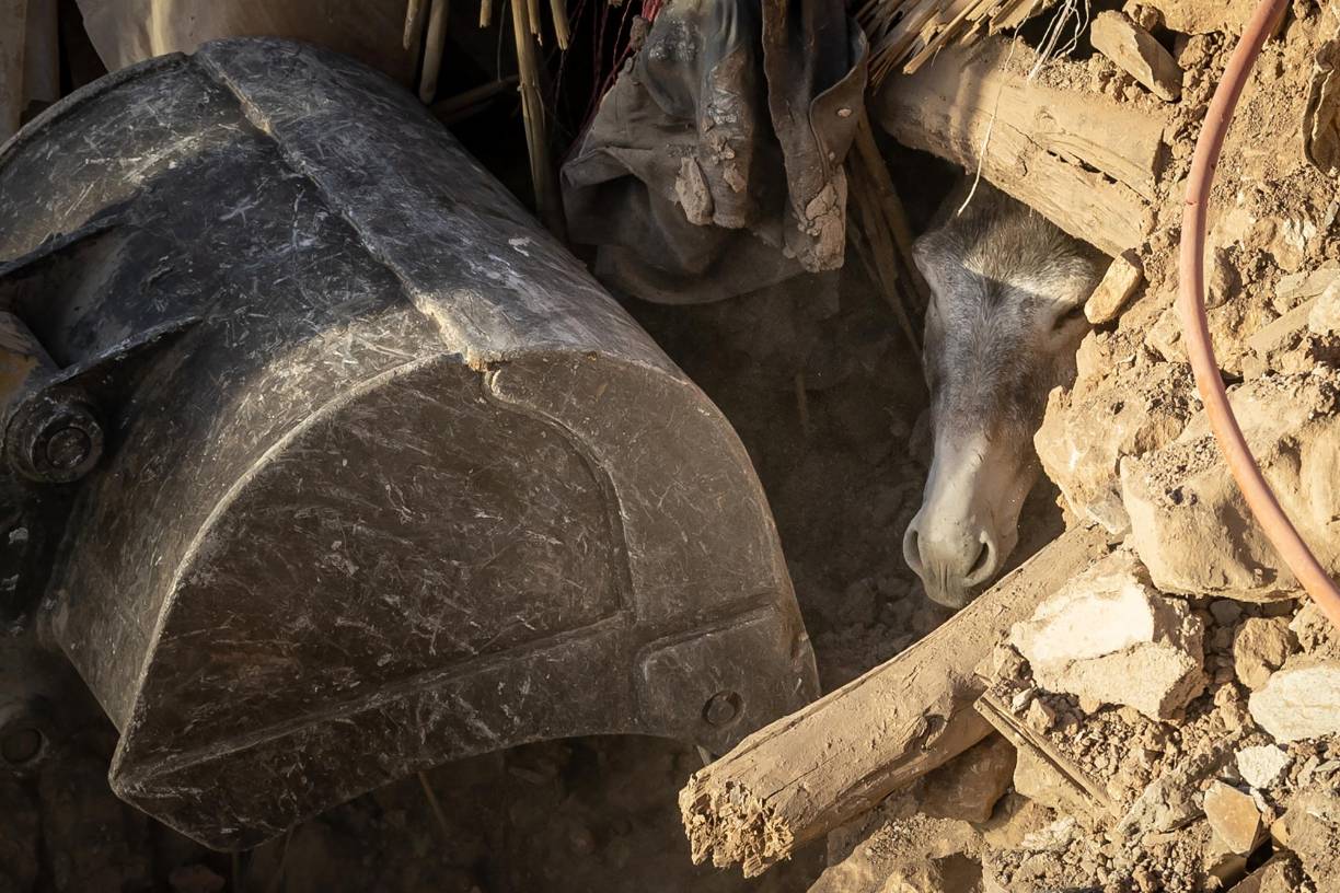 Y es que entre la búsqueda urgente de sobrevivientes tras el terremoto equipo de rescate le abrieron paso para que pudiera salir un asno que se encontraba aterrado entre los escobros de las casas derrumbadas a causa del movimiento telúrico.