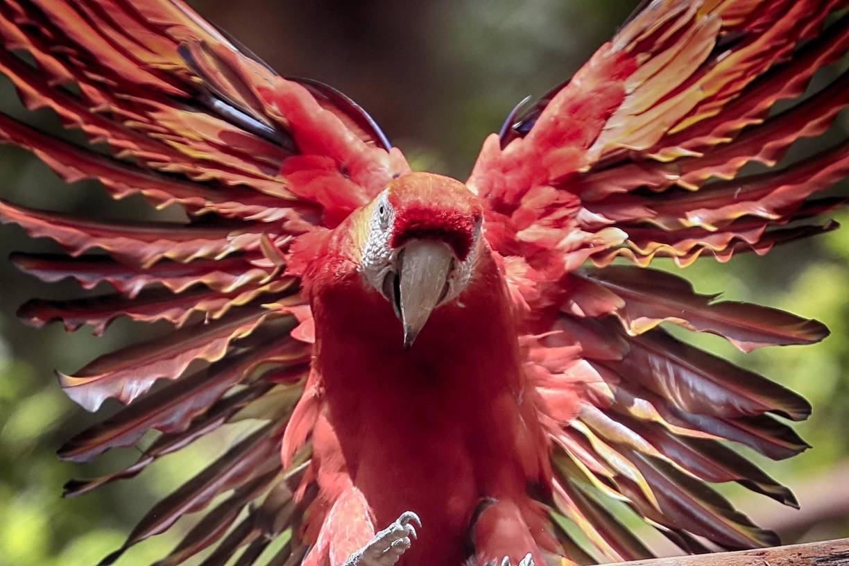  Fotografía de una guara en recuperación, el 4 de junio del 2024, en el Centro Nacional de Conservación y Recuperación de Especies Rosy Walther que posee una colección de 24 especies de mamíferos, en Tegucigalpa.